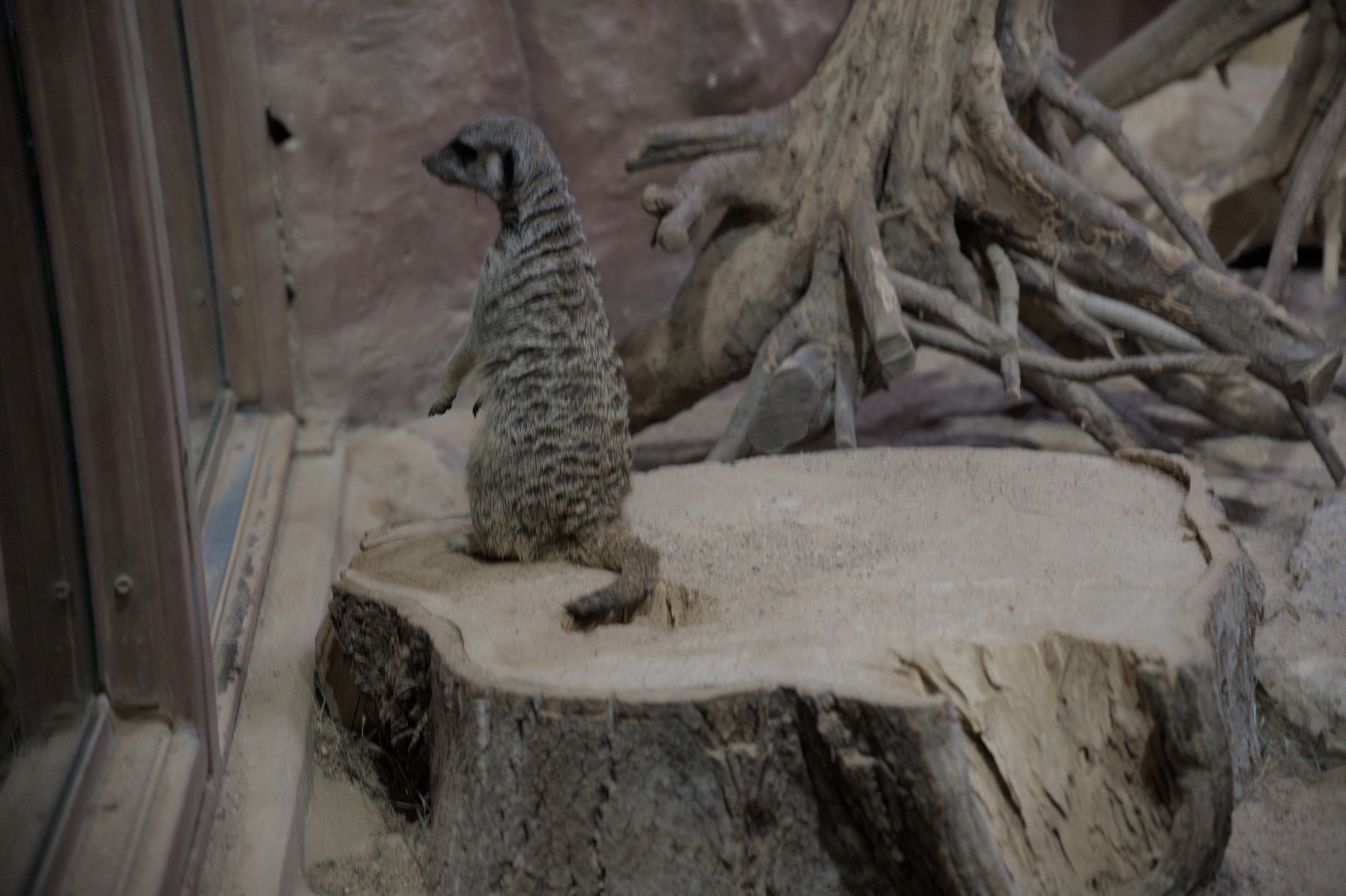 2025/10/12 - zoo/DSC_0338.jpg